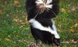 How to Avoid Getting Punked by a Lake Travis Skunk