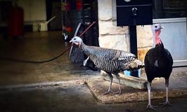 The Curious Tale of Two Turkeys in Lake Travis