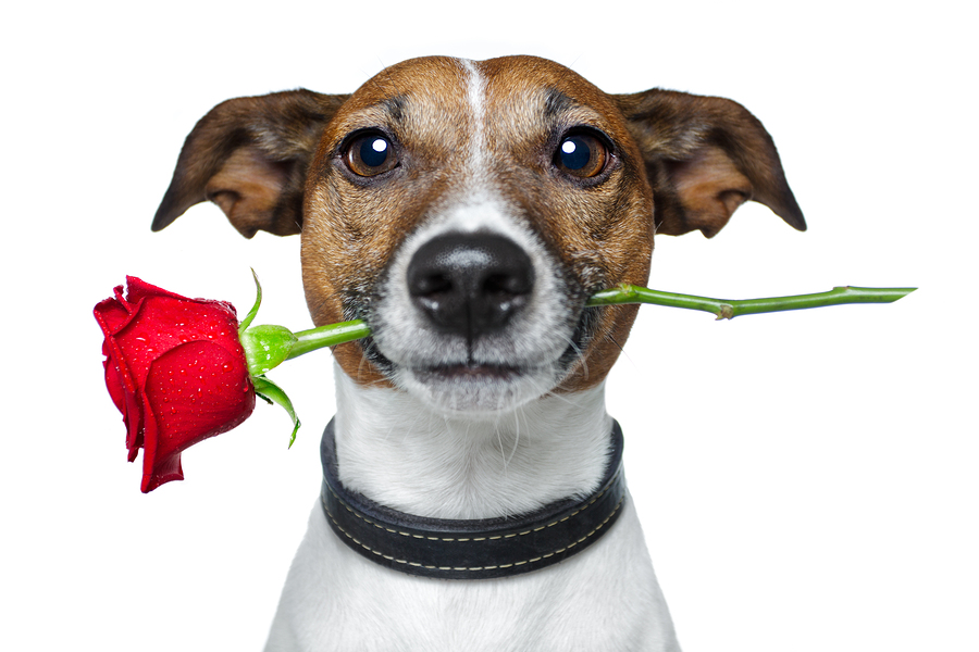 doggy with a rose
