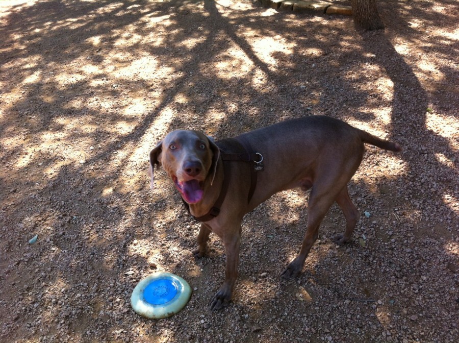 Running Free: Lake Travis Area Dog Parks