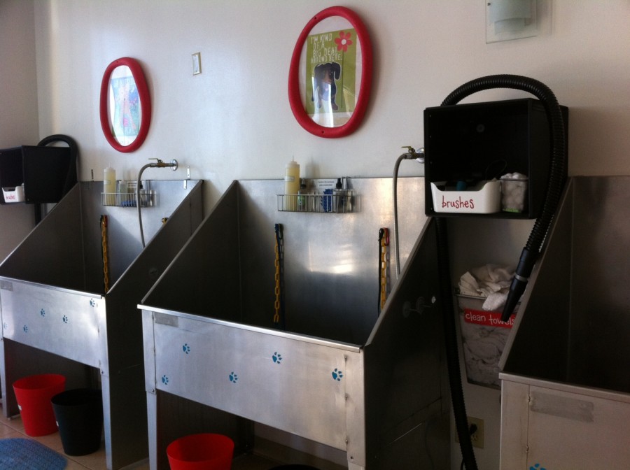 Do-It-Yourself Dog Grooming in the Lake Travis Area