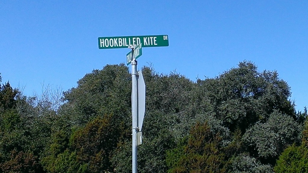 Hookbilled Kite Dr