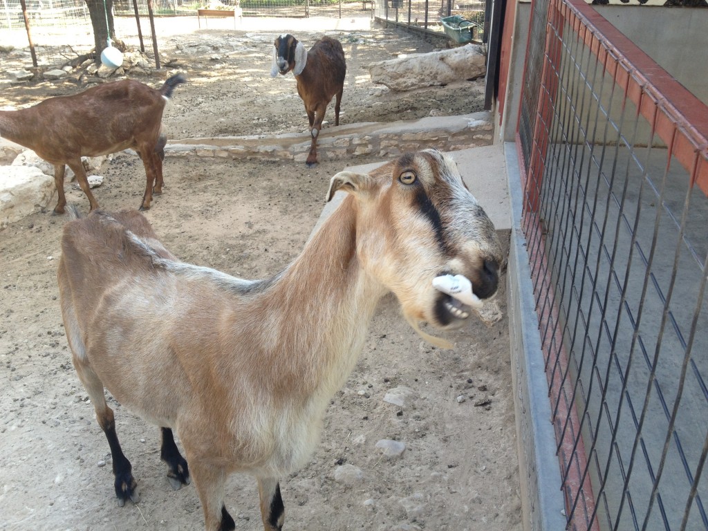 Austin Zoo Goats