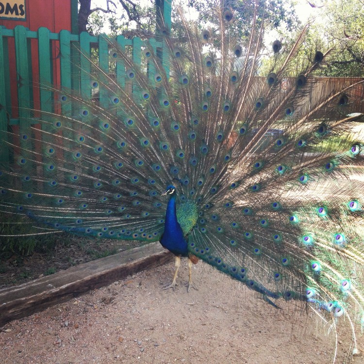 Peacock at the Austin Zoo