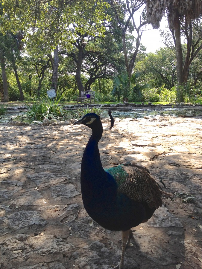 Mayfield Park Peacocks