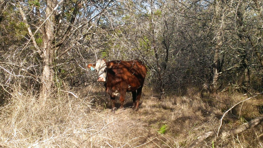 Reveille Peak Ranch Cow