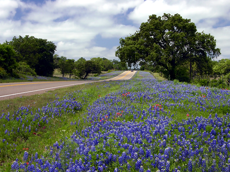 Texas Hill Country Bluebonnets along Highway 16
