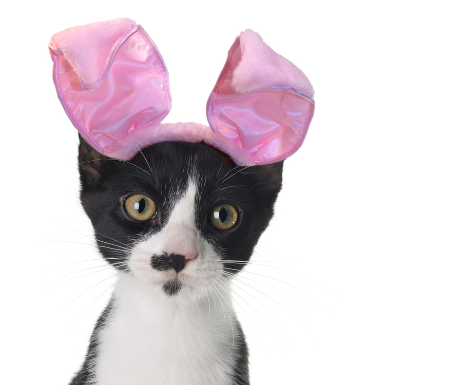 Funny black and white kitten wearing pink Easter bunny ears.