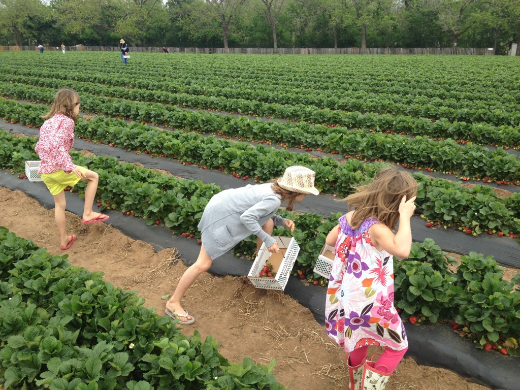 Sweet Berry Farm strawberry picking