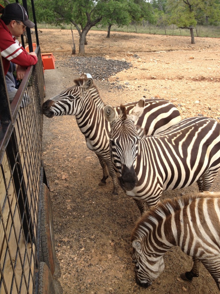Exotic Resort Zoo zebras