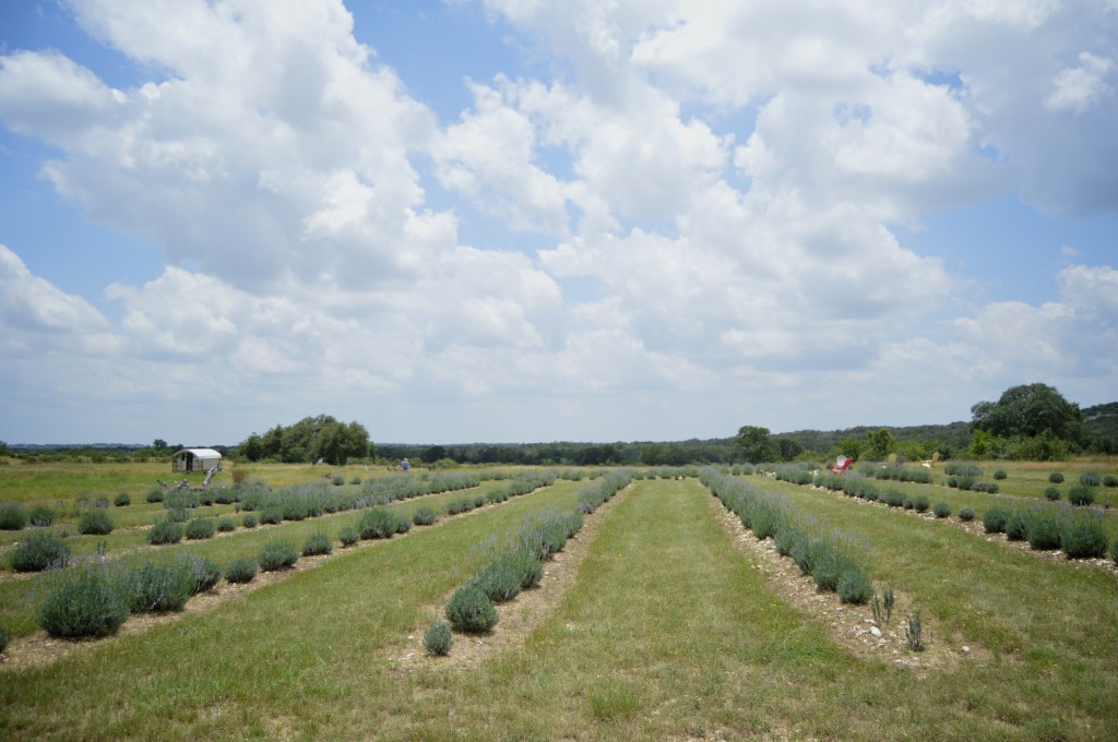 Many varieties of lavender