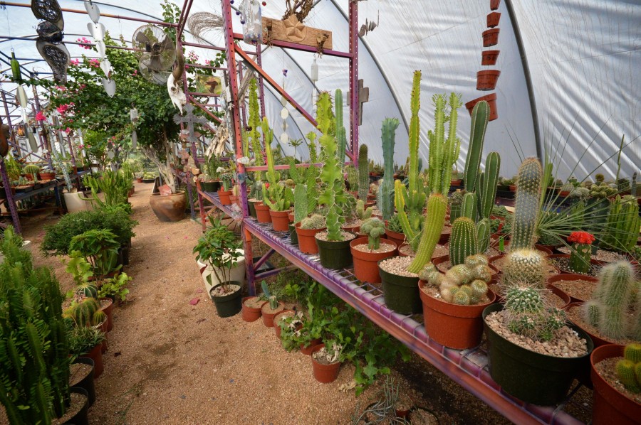 Living Desert Cactus Greenhouse