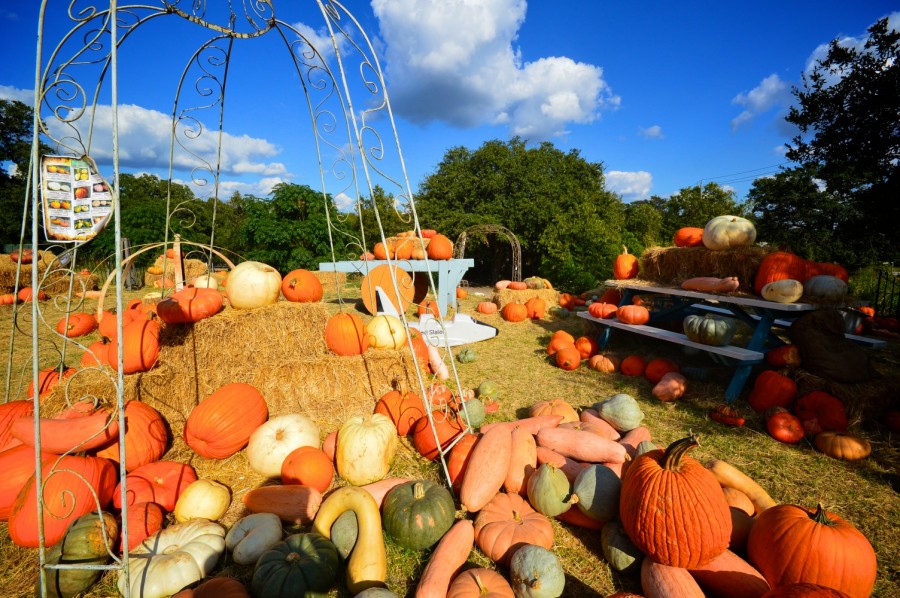 Pumpkin patches at Revival