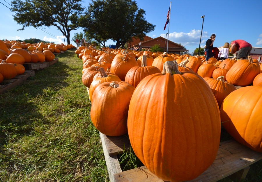 Pumpkin patches of Lake Travis