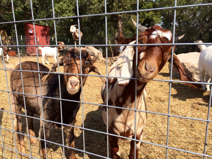 Sweet Berry Farms goats