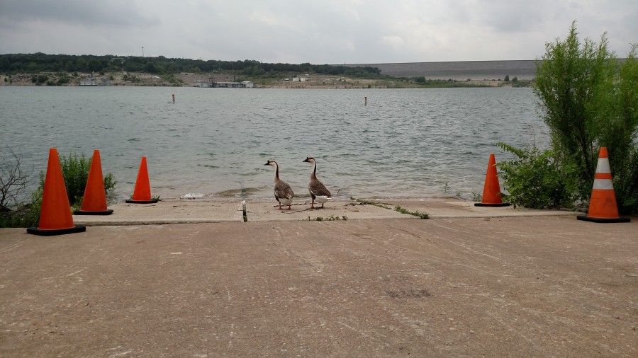 Mansfield Dam Park Boat Ramp with geese