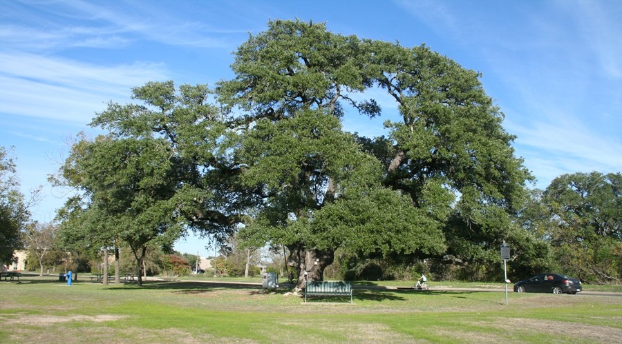 Heritage Oak in Cedar Park
