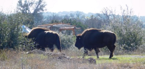 Roaming bison at Cypress Valley Canopy Tours
