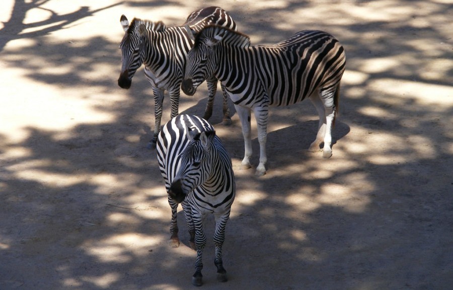 3 zebras CC of Flickr Chris Isherwood