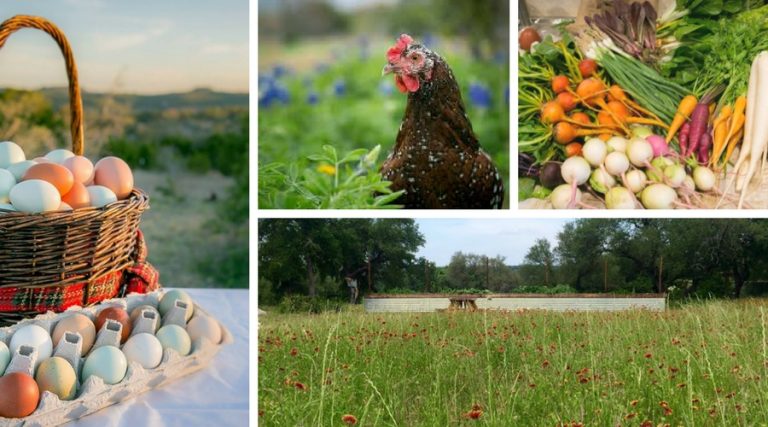 TerraPurezza brings the Pedernales Farmer’s Market to Lake Travis
