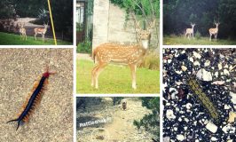 A City Girl in Texas: When Lake Travis is like Animal Planet