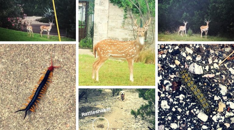 A City Girl in Texas: When Lake Travis is like Animal Planet