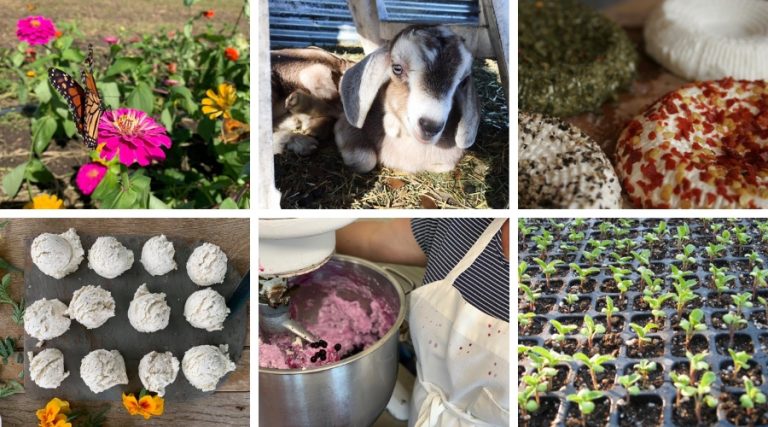 Cheese Please: Pure Luck Farm and Dairy in Dripping Springs