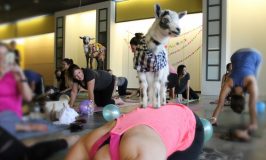 Lake Travis Yoga Studio Goes into The Shark Tank with Goats