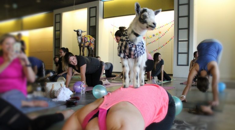 Lake Travis Yoga Studio Goes into The Shark Tank with Goats