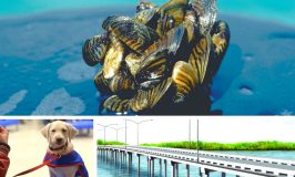Zebra Mussels, Puppies & Bridges have nothing in common