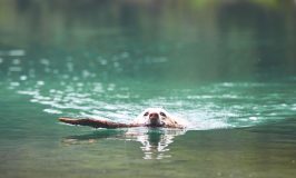 Must Love Dogs (and Cats) in the Lake Travis Area