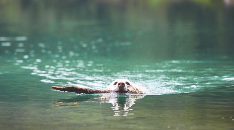 Must Love Dogs (and Cats) in the Lake Travis Area